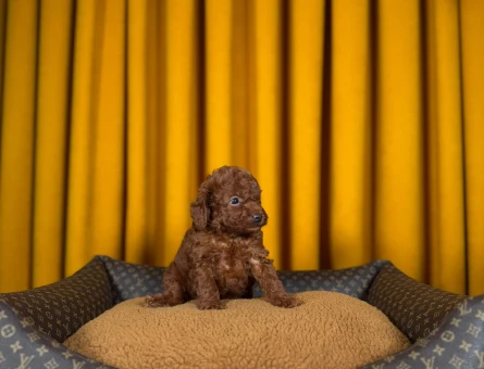 Toy Poodle Yavru Bebekler - 9337