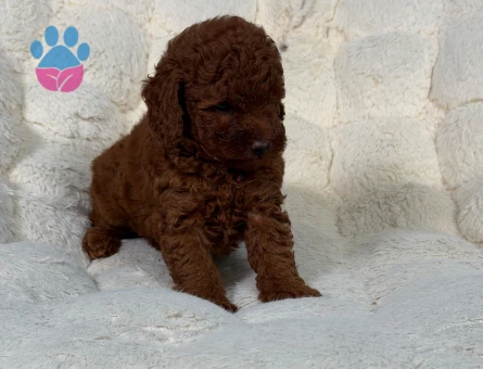 Şahane Toy Poodle Yavrularımız - 9338
