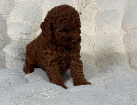 Şahane Toy Poodle Yavrularımız - 9338