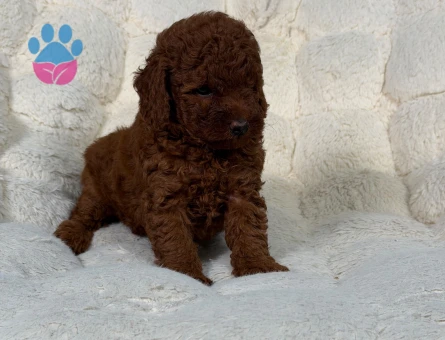 Şahane Toy Poodle Yavrularımız - 9338 - Görsel 3