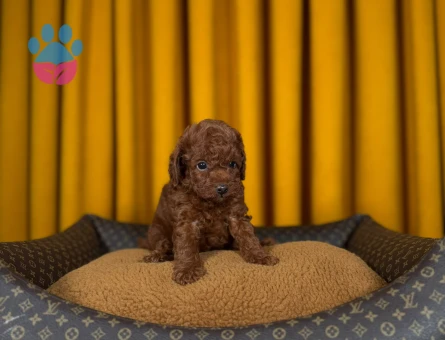 Safkan Mükemmel Toy Poodle - 9339