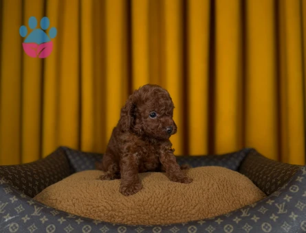 Safkan Mükemmel Toy Poodle - 9339 - Görsel 3