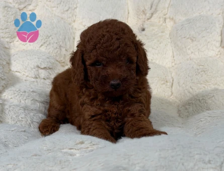 Safkan Yavrularımız Toy Poodle - 9340