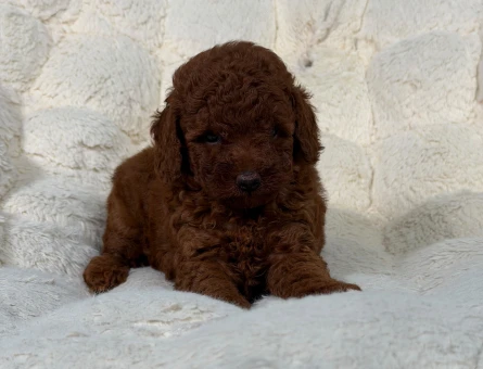 Safkan Yavrularımız Toy Poodle - 9340