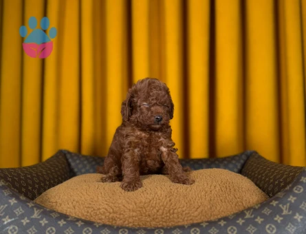 Zarif Toy Poodle Dişi ve Erkek Bebekler - 9341