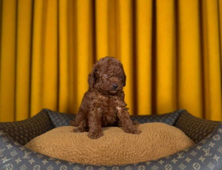 Zarif Toy Poodle Dişi ve Erkek Bebekler - 9341