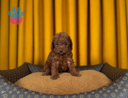 Zarif Toy Poodle Dişi ve Erkek Bebekler - 9341 - Görsel 3