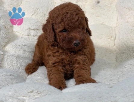 Safkan Yavrumuz Toy Poodle - 9342 - Görsel 2