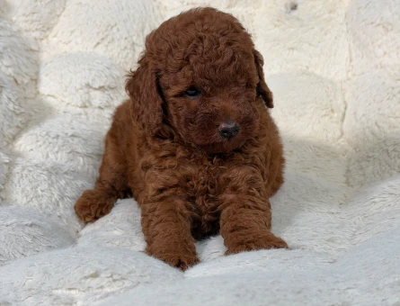 Safkan Yavrumuz Toy Poodle - 9342