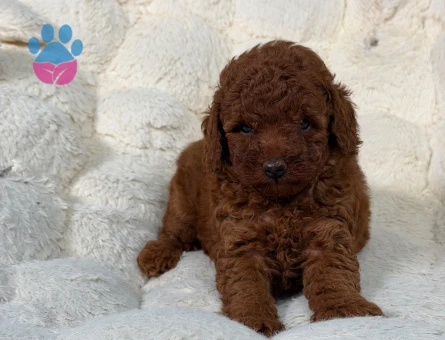 Safkan Yavrumuz Toy Poodle - 9342 - Görsel 3