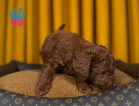 Safkan Yavrumuz Toy Poodle - 9342 - Görsel 4
