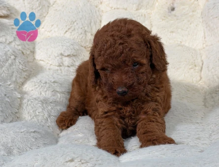 Şahane Toy Poodle Yavrular Hazır - 9343