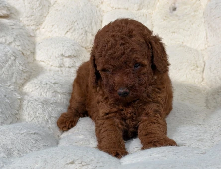 Şahane Toy Poodle Yavrular Hazır - 9343
