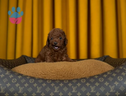 Şahane Toy Poodle Yavrular Hazır - 9343 - Görsel 3
