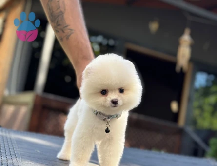 Gülen Surat Pomeranian Boo Bebeklerimiz - 9344 - Görsel 3