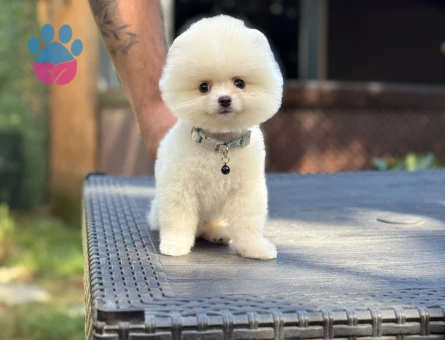 Gülen Surat Pomeranian Boo Bebeklerimiz - 9344