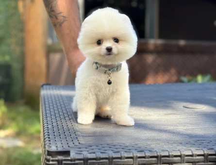 Gülen Surat Pomeranian Boo Bebeklerimiz - 9344