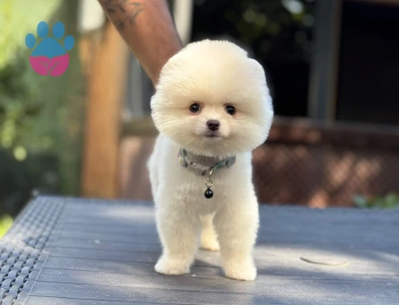Pomeranian Boo Yavru Bebeklerimiz - 9345 - Görsel 2