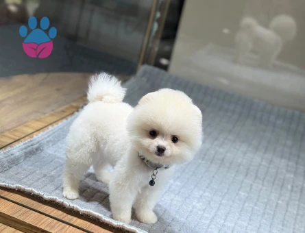 Pomeranian Boo Yavru Bebeklerimiz - 9345 - Görsel 3
