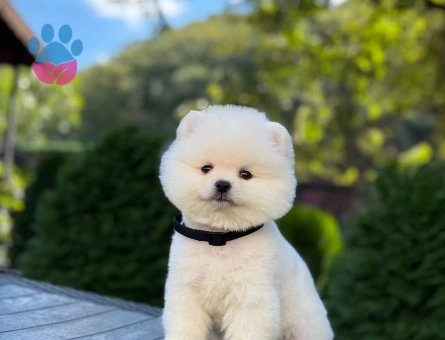 Ayıcık Surat Pomeranian Boo Yavrularımız - 9346