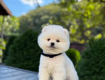 Ayıcık Surat Pomeranian Boo Yavrularımız - 9346