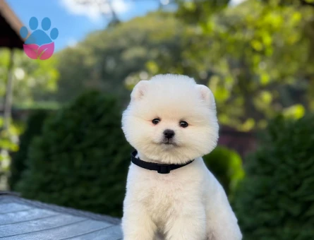 Ayıcık Surat Pomeranian Boo Yavrularımız - 9346 - Görsel 3