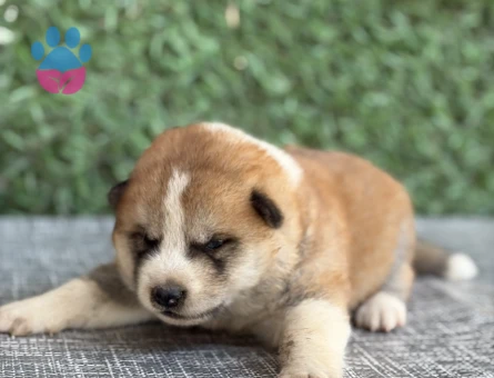 Japon Akita İnu - 9347 - Görsel 2