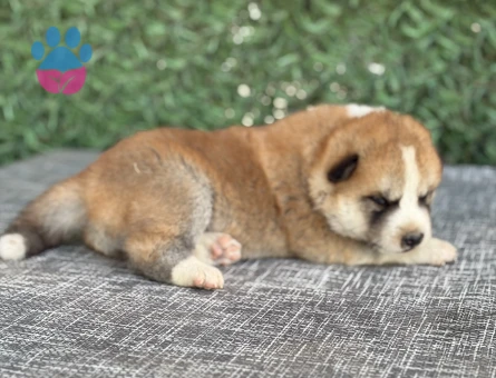 Japon Akita İnu - 9347 - Görsel 3