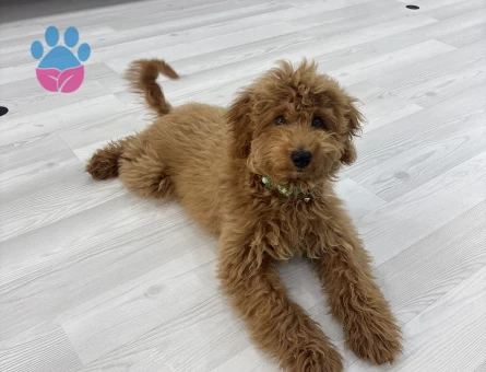 Yavru Toy Poodle - 9348