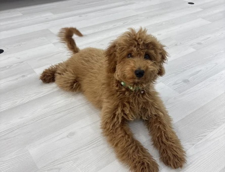 Yavru Toy Poodle - 9348
