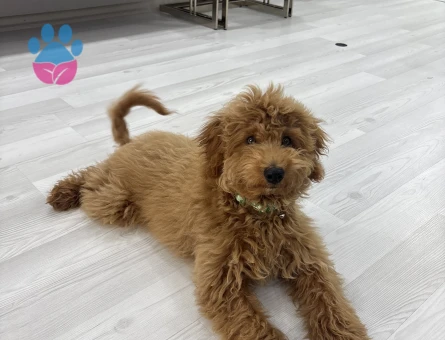 Yavru Toy Poodle - 9348 - Görsel 3