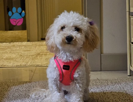 Dişi Toy Poodle - 9350
