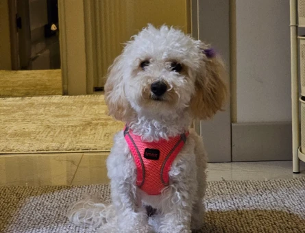 Dişi Toy Poodle - 9350