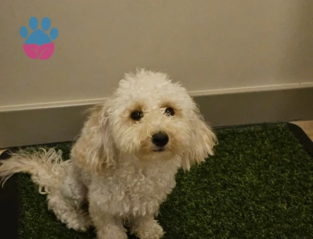 Dişi Toy Poodle - 9350 - Görsel 3