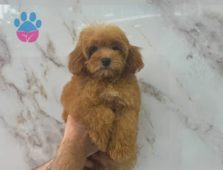 SEVİMLİ MALTİPOO YAVRUMUZ - 9351 - Görsel 3