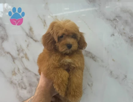 SEVİMLİ MALTİPOO YAVRUMUZ - 9351