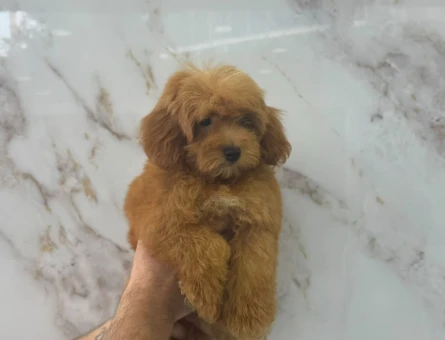SEVİMLİ MALTİPOO YAVRUMUZ - 9351