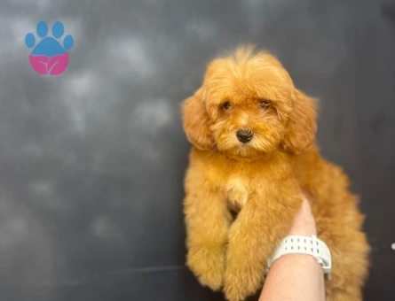 SEVİMLİ MALTİPOO YAVRUMUZ - 9351 - Görsel 5