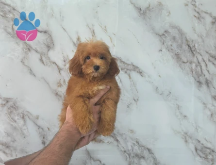 SEVİMLİ MALTİPOO YAVRUMUZ - 9351 - Görsel 4