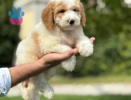HARİKA LABRADOODLE YAVRULARIMIZ - 9352 - Görsel 4