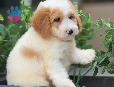 HARİKA LABRADOODLE YAVRULARIMIZ - 9352 - Görsel 2