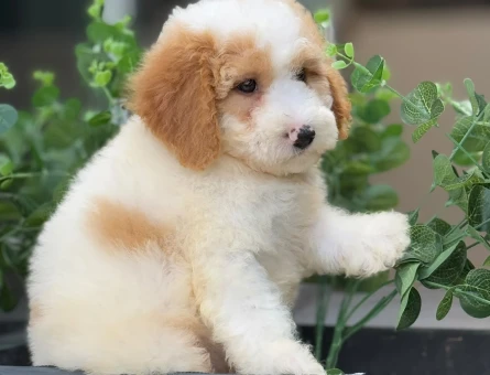 HARİKA LABRADOODLE YAVRULARIMIZ - 9352