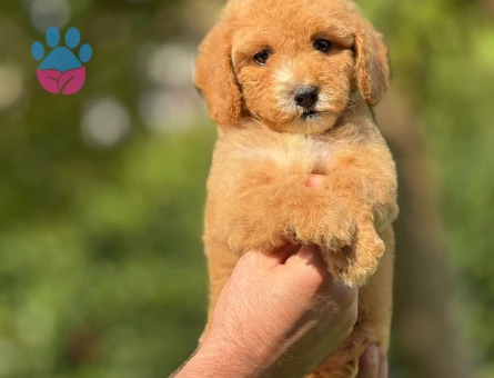 HARİKA LABRADOODLE YAVRULARIMIZ - 9352 - Görsel 3