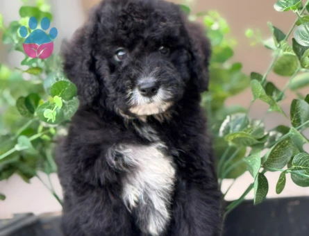 HARİKA LABRADOODLE YAVRULARIMIZ - 9352 - Görsel 5