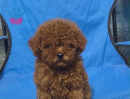 SEVİMLİ POODLE YAVRULARIMIZ - 9353 - Görsel 3