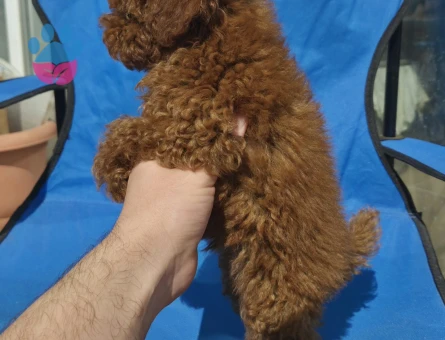 SEVİMLİ POODLE YAVRULARIMIZ - 9353 - Görsel 2