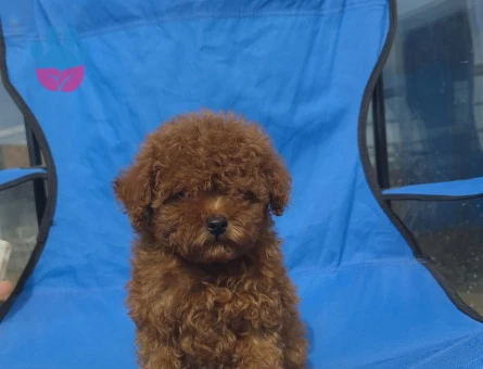 SEVİMLİ POODLE YAVRULARIMIZ - 9353 - Görsel 4