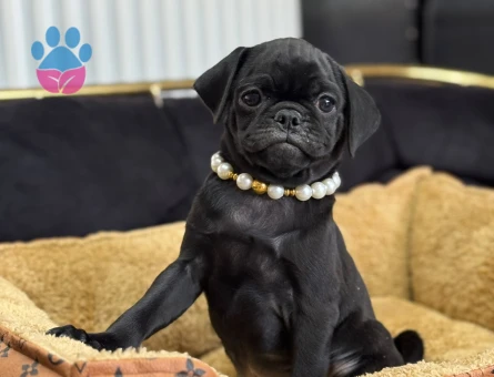 OYUNCU SİYAH PUG YAVRULARIMIZ - 9355
