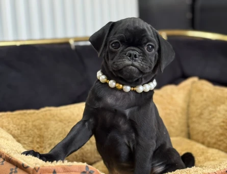 OYUNCU SİYAH PUG YAVRULARIMIZ - 9355
