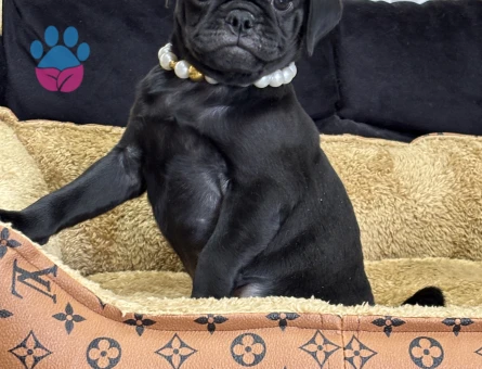 OYUNCU SİYAH PUG YAVRULARIMIZ - 9355 - Görsel 3